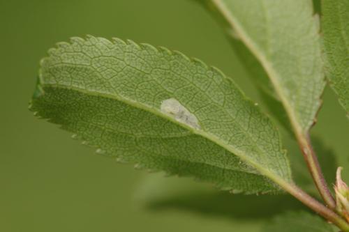 Réf. 300 767 : Phyllonorycter sp.
